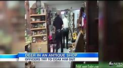 Deer Crash Into Antiques Store