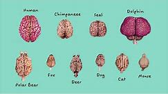 Brain size and shape