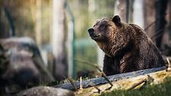 W miejscowości Krzywe widziano niedźwiedzia. Gmina Dydnia apeluje o ostrożność