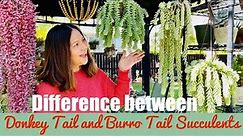 Donkey Tail VS Burro Tail | Know the Difference | Succulents by Vonny