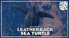 Leatherback Sea Turtle - Aquaria Pack New Species (1.13)