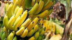 How to Grow Bananas in Containers - Complete Growing Guide