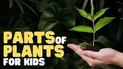 Parts of Plants for Kids | Learn all about plant parts and their functions