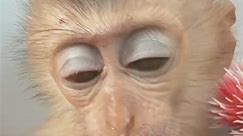 I don’t know how to cook #memes #meme #monkey #monkeysofinstagram #monkeyface #dankmemes #photography #travel #naturephotography #animallovers #primate #monkeymemes #cute #zoo #monkeylove #gorilla #photooftheday #wildlifephotography #primates #ape #monkeys #funny #wildlife #art #animals #nature #animal #animalphotography #love #monkeyseemonkeydo | Marshall Landry