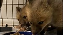 6 new Red fox... - Arctic Fox Daily Wildlife Rescue, Inc.