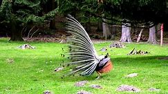 The Most Beautiful Peacocks (Peafowl) in the World