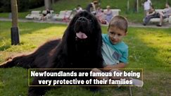 5 Giant Dog Breeds That Make The Best Pets