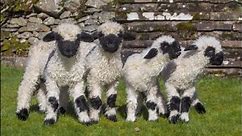First ever quads from rare species of 'blacknose' lambs have been born in UK