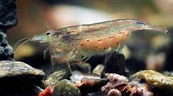 Amano Shrimp: Breeding, Care, and Lifespan