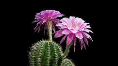 Beautiful Cacti Bloom Before Your Eyes