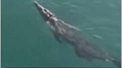 Video shows large crocodile swimming under pier at Pompano Beach