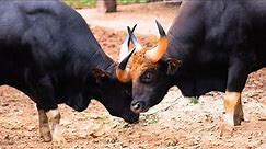Gaur / Indian Bison- the largest Bovine Species on the Planet! | Indian Wildlife