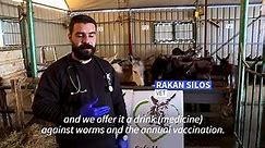 Palestinian vet Rakan Silos takes care of unwanted donkeys