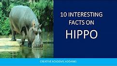 "Hippo Highlights: 10 Incredible Facts About These Aquatic Giants" hippopotamus