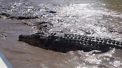 Big saltwater crocodile - Australia