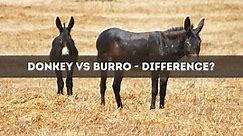 6 Crucial Difference Between a Donkey and a Burro with Pictures - Animal Differences