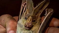 Face to Face with a Ghost Bat | Deadly 60 | Earth Unplugged