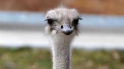 Beloved ostrich at Kansas zoo dies after swallowing worker’s keys: ‘Devastated by the loss’