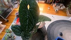 How To Make A Fuller Plant with Red Maranta and Anthurium Luxurians