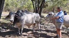 How to select a good Brahman bull:... - Mudzamba Cattle Ranch