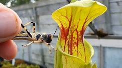 Pitcher Plant eating large Locusts