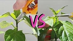 Topping vs Fimming - How to prune and shape plants