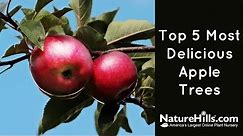 Top 5 Most Delicious Apple Trees | NatureHills.com
