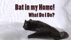 How to Remove a Bat from your Home