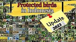 DAFTAR BURUNG DILINDUNGI DI INDONESIA | DAFTAR LENGKAP