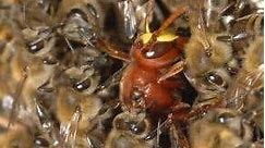 Honeybees gang up to smother deadly hornets
