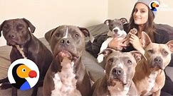 Pitbulls Being Cute: Family Can't Stop Fostering Pit Bulls | The Dodo