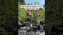 Apple Trees 101: Adding Apple Trees To Your Yard Or Patio | Wolf River, Macoun & Golden Russet Apple