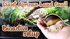 Bioactive Giant African Land Snail setup