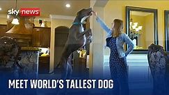 Meet Zeus - the world's tallest dog - who may be on track to break a new record