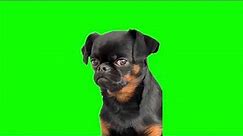 Green Screen Sad Black Dog Meme
