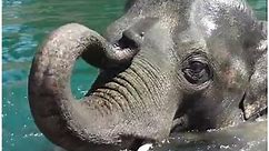 Elephant gave visitors an amazing moment at the zoo 🐘😍