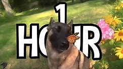 1 HOUR dog with butterfly on nose | aruarian Dance | i have no ennemies loop dog meme r/place