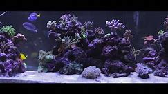 Aquarium Video In Widescreen Fish Tank in Full HD
