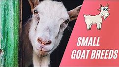 TOP 10 Small Goat Breeds | UniquepetsWiki