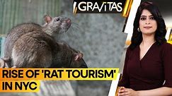 Gravitas: Tourists flock to New York to see rats