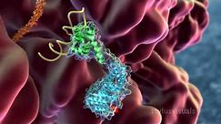 SRP - Signal Recognition Particle binds nascent peptide from ribosome