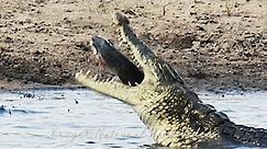 Massive Crocodile Catches a Fish the size of its own Head | Wildlife Sightings Today.