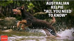 Australian Kelpie (All You Need To Know)