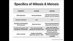 Mitosis vs Meiosis