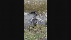 Florida alligator caught devouring python in national park