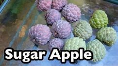 All About Sugar Apples