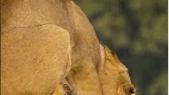 African Buffalo Convinces Lion its a TERMITE