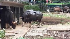 The Indian Bison or Gaur