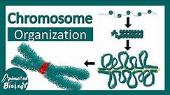 Chromosome structure | Chromatin organization | 3D chromatin | levels of organization in chromosomes