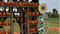 Our Pumpkin Patch is officially OPEN! 🎃 Grab your flannel and come make some Pumpkin memories with us @CountyLineOrchard! Don’t forget to tag us in your photos for a chance to be featured on our social pages 📸 | County Line Orchard
